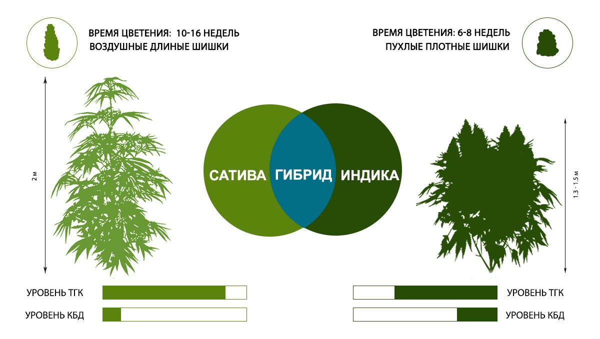 Genotype and phenotype: indica, sativa and ruderalis