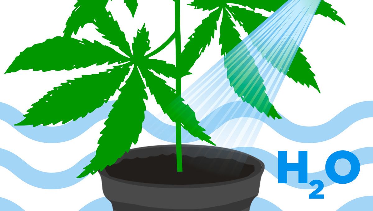 Der ultimative Leitfaden zur Bewässerung deiner Cannabispflanzen: Anpassung der Bewässerungspraktiken an verschiedene Anbausubstrate