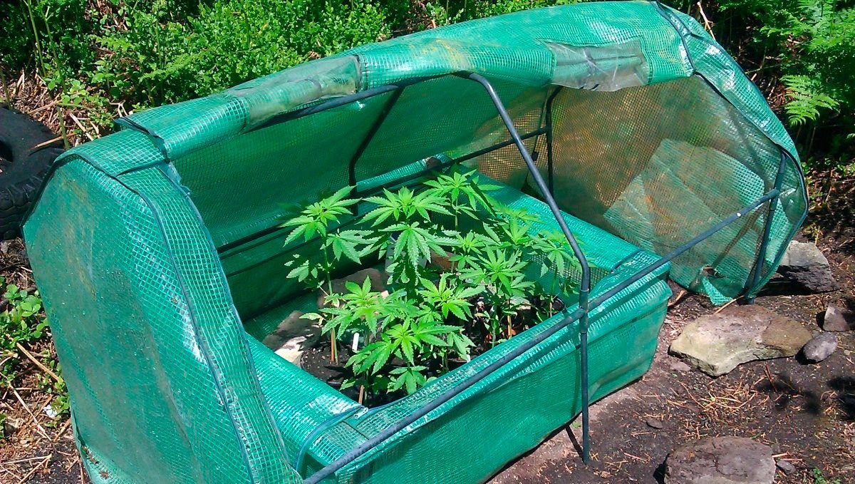 Can I grow Autoflowering Cannabis Outdoors? Fast Buds