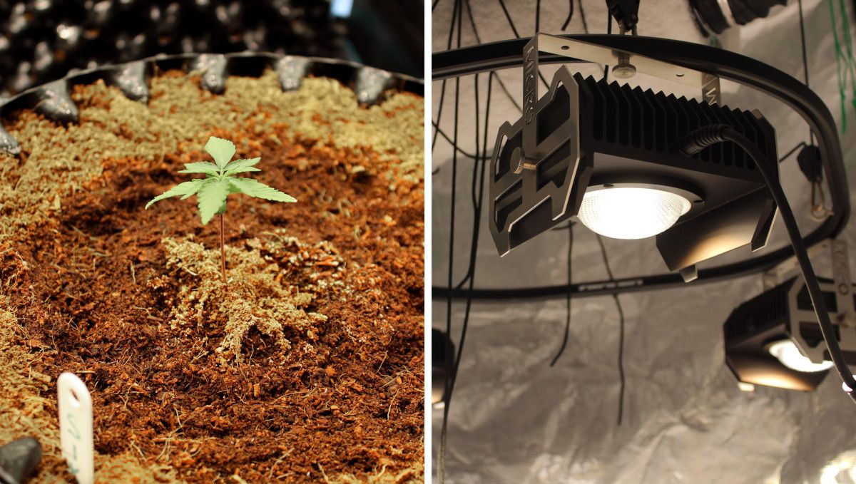 Six Shooter Auto cannabis strain: early veg | week 2 | a seedling in a container filled with coco and a COB light Six Shooter Auto cannabis strain: early veg | week 2 | a seedling in a container filled with coco and a COB light