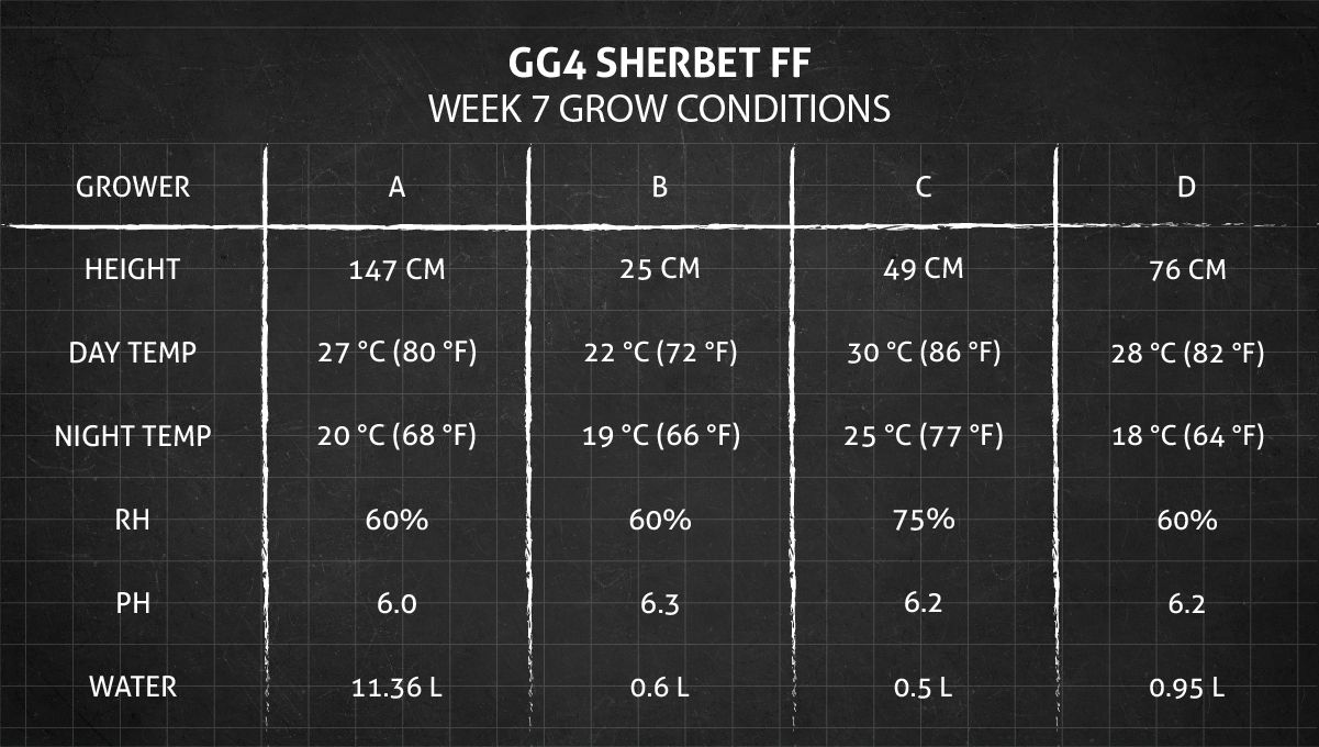 GG4 Sherbet FF cannabis strain: week 7 grow conditions GG4 Sherbet FF cannabis strain: week 7 grow conditions
