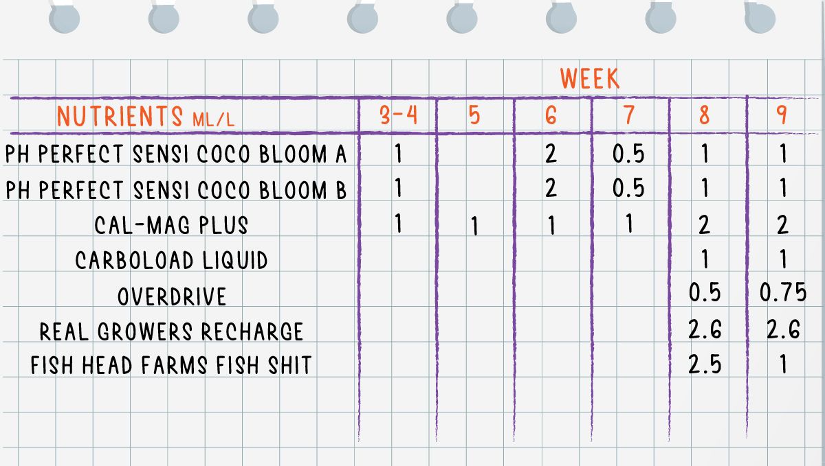 Forbidden Runtz Auto Cannabis Strain Week-by-Week Guide: A complete feeding schedule for weeks 3 through 9 Forbidden Runtz Auto Cannabis Strain Week-by-Week Guide: A complete feeding schedule for weeks 3 through 9