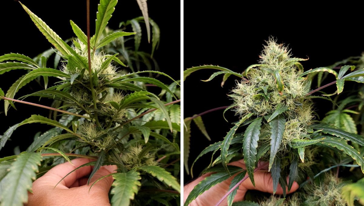 GG4 Sherbet FF cannabis strain: mid flower (bulk phase) | weeks 10-11 | bulky but white and fluffy buds GG4 Sherbet FF cannabis strain: mid flower (bulk phase) | weeks 10-11 | bulky but white and fluffy buds