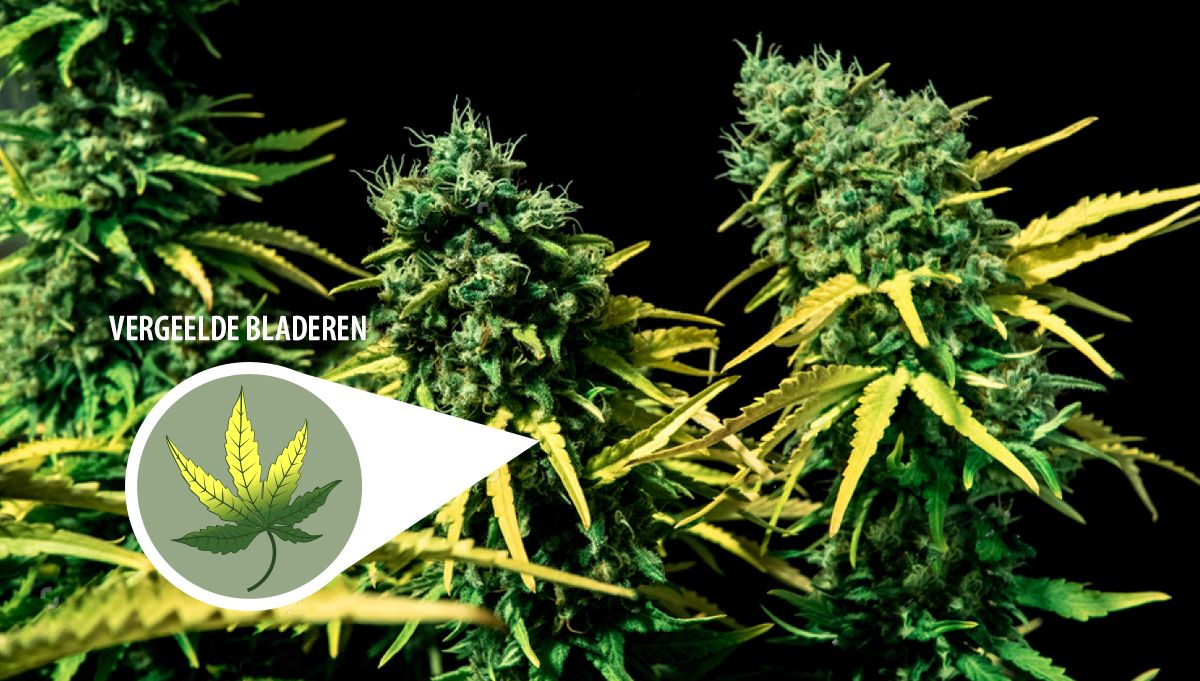 Wat is het beste moment om zelfbloeiende Cannabis te oogsten?: Vergeelde bladeren