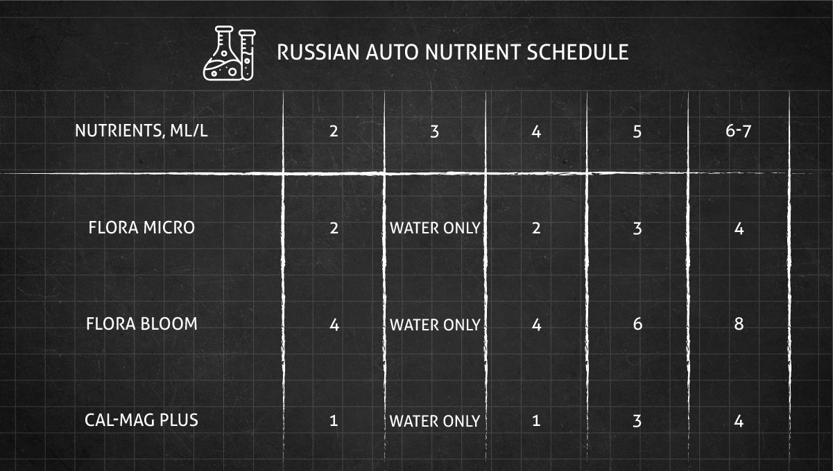 Russian Auto Cannabis Strain: Nutrient schedule for the whole cycle