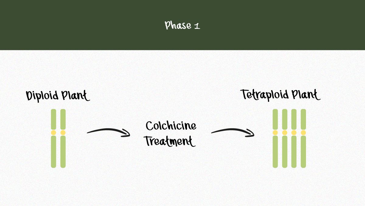 The Potential of Triploid Genetics in Revolutionizing the Cannabis Industry: Infographic illustrating the production of triploids (phase 1) The Potential of Triploid Genetics in Revolutionizing the Cannabis Industry: Infographic illustrating the production of triploids (phase 1)
