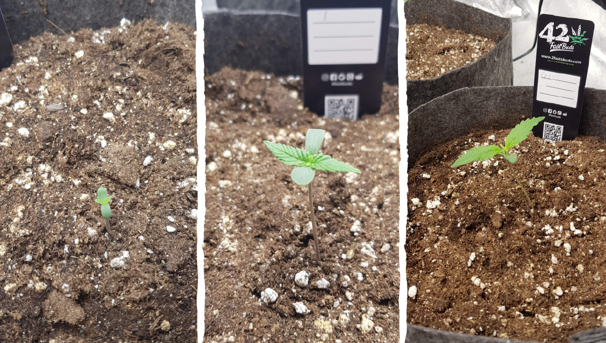 Cinderella auto week-by-week guide: germination Cinderella auto week-by-week guide: germination