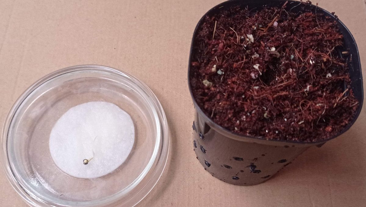 Strawberry Cheesecake Auto cannabis strain: germination and seedling stage | week 1 | a seed with a long taproot ready to be planted into a small starter pot filled with coco coir