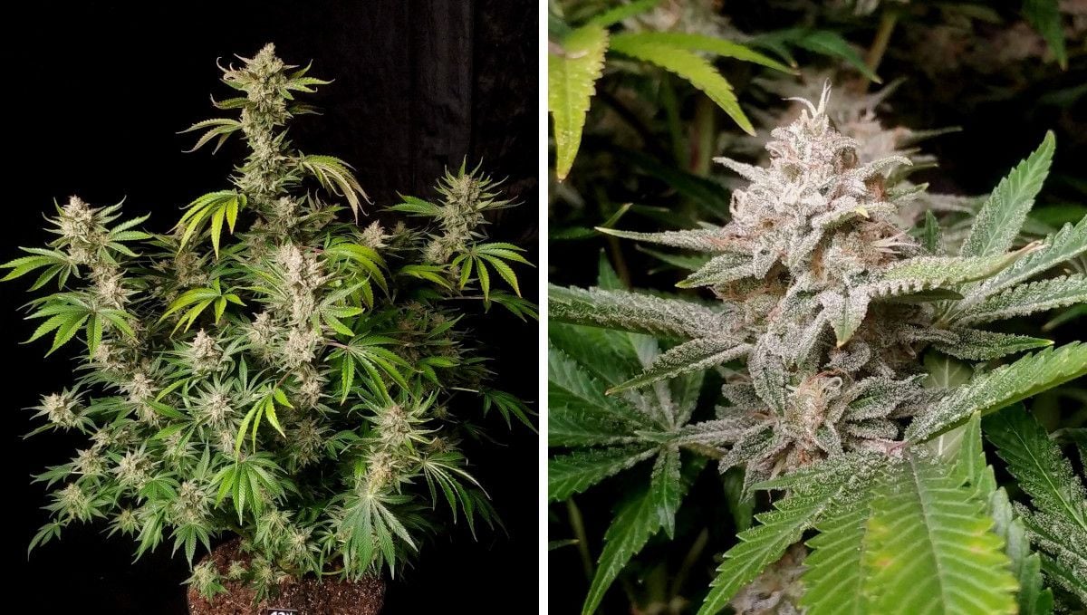 Cherry Cola Auto cannabis strain: ripening and harvest | weeks 10+ | buds ripening and leaves fading