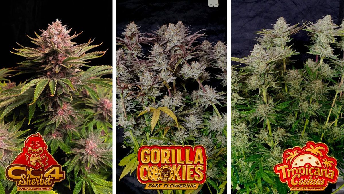 Fastflowering strains