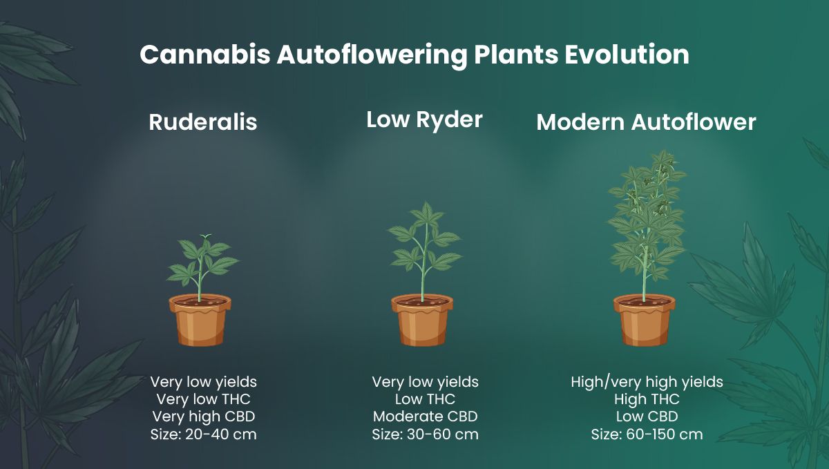 Samonakvétací rostliny ještě nikdy nebyly tak kvalitní