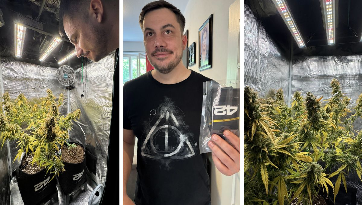 fast Buds home visits in Germany