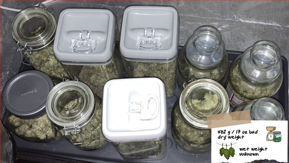 Liberty Haze Cannabis Strain Week-by-Week Guide: A dozen mason jars filled with bud Liberty Haze Cannabis Strain Week-by-Week Guide: A dozen mason jars filled with bud