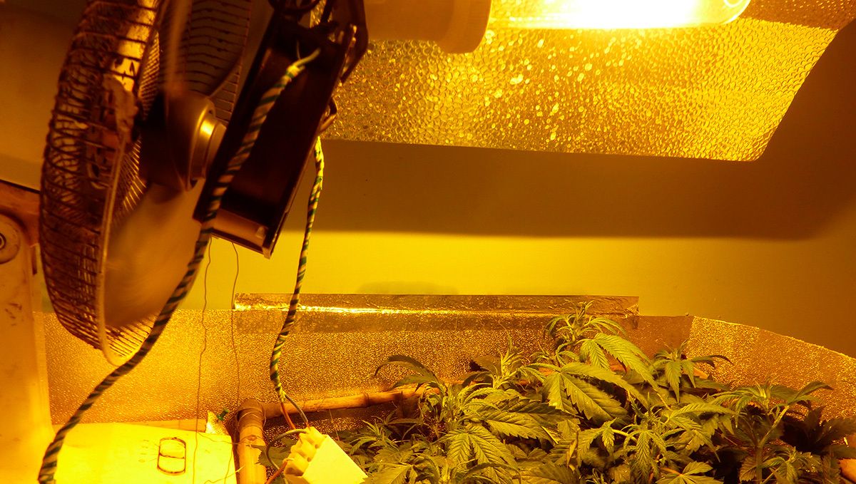 The Best Lighting for Autoflower Cannabis Fast Buds