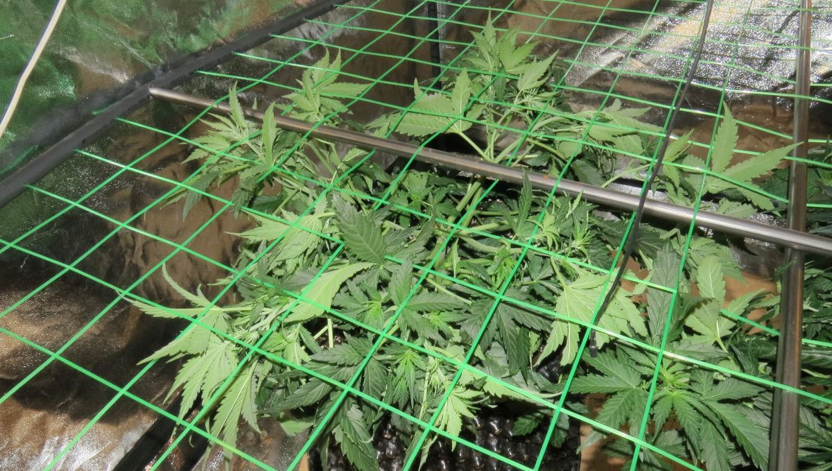 Mexican Airlines Auto cannabis strain: transition (pre-flower) | week 5 | an indoor autoflower trained under a ScrOG net