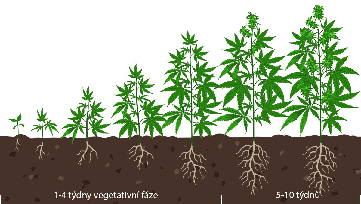Jak poznat, kdy samonakvétací rostlina kvete: vegetativní fáze