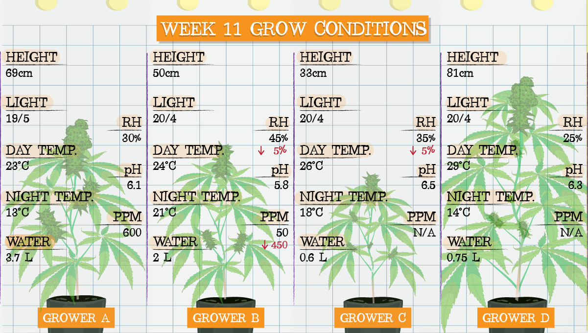 Strawberry Pie Auto Cannabis Strain Week-by-Week Guide: Week 11 grow conditions