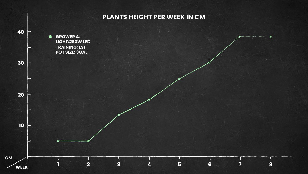 Girl Scout Cookies Auto cannabis strain: height chart