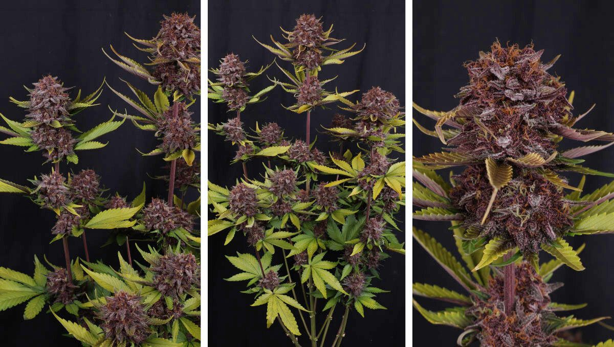 Collage (11).jpg Purple Lemonade Auto RF3