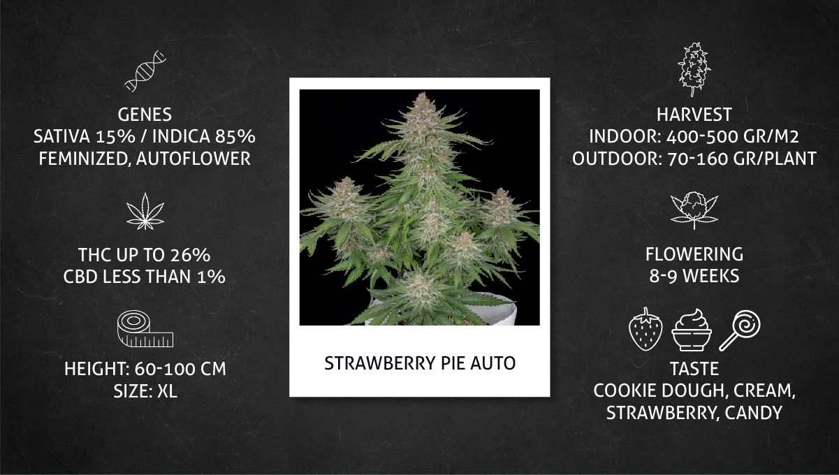 Strawberry Pie Auto Cannabis Strain Week-by-Week Guide: Specifications