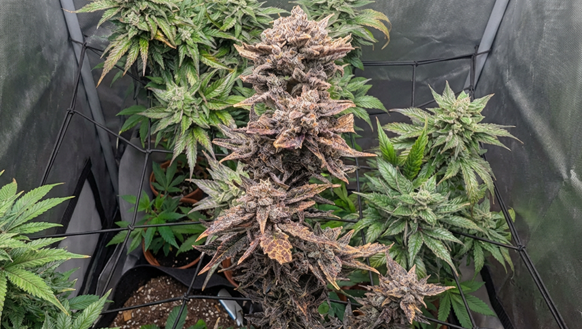 Ледена Frostbanger Auto од @OMG, прикажувајќи ги нејзините замрзнати пулсирачи.