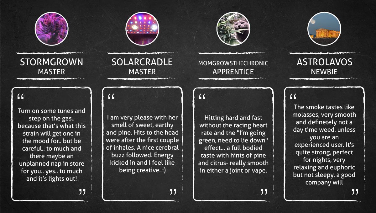 Green Crack Auto cannabis strain: smoke report