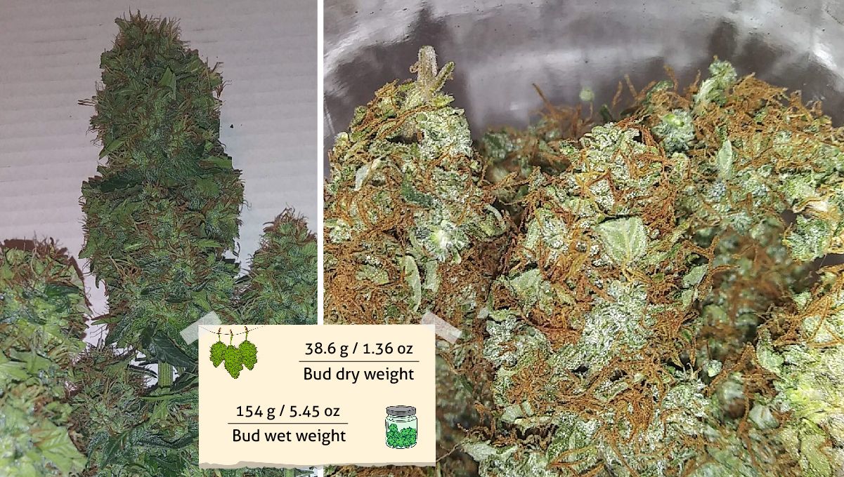 Russian Auto Cannabis Strain Week-by-Week Guide: Shots of wet-trimmed and dried marijuana buds