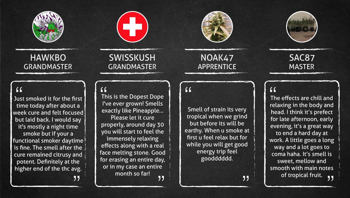 Pineapple Express Auto cannabis strain: smoke report