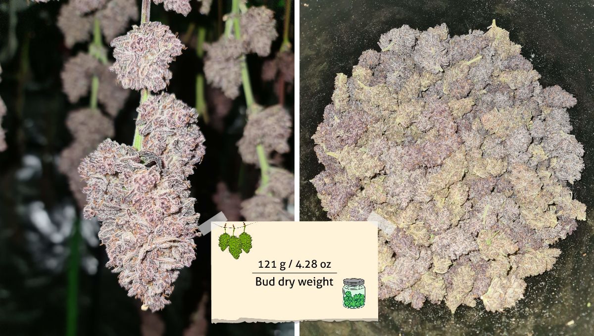 Gorilla Punch Auto cannabis strain: yield | a marijuana bud before and after the harvest Gorilla Punch Auto cannabis strain: yield | a marijuana bud before and after the harvest