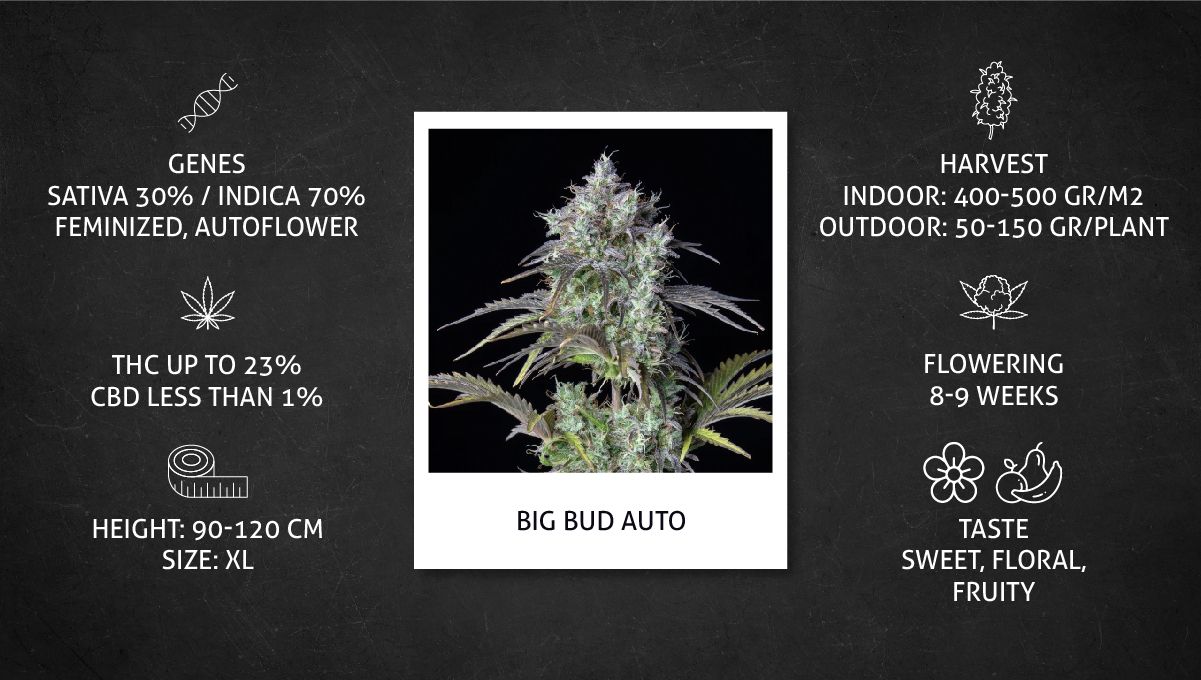 Big Bud Auto Cannabis Strain Week-by-Week Guide: Datasheet Big Bud Auto Cannabis Strain Week-by-Week Guide: Datasheet