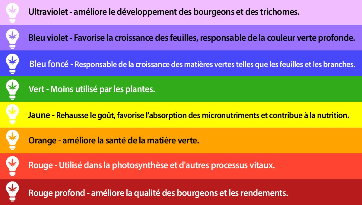 visible_light_fr.jpg Meilleur spectre lumineux pour les autofloraisons: spectre lumineux et croissance des plantes