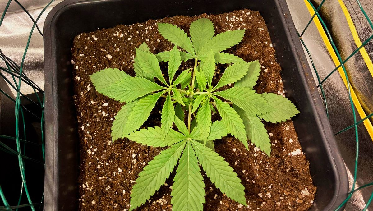 Dos-si-dos cannabis strain week-by-week guide: vegetative stage week 1