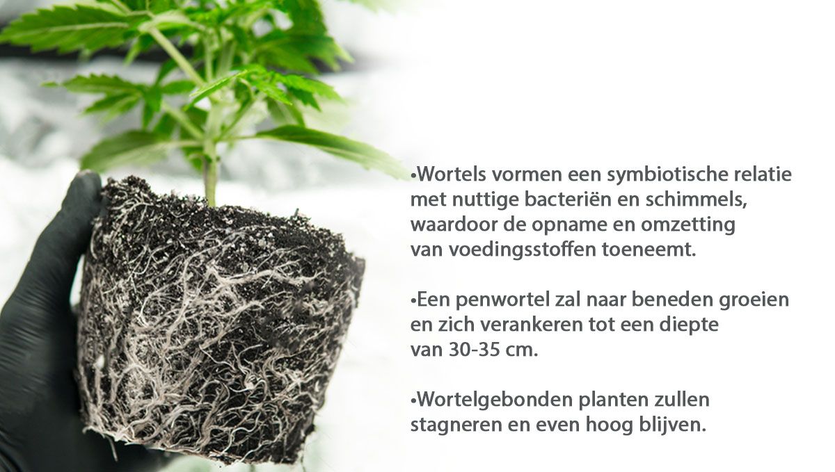 Beste potmaat voor zelfbloeiende zaden: wortels