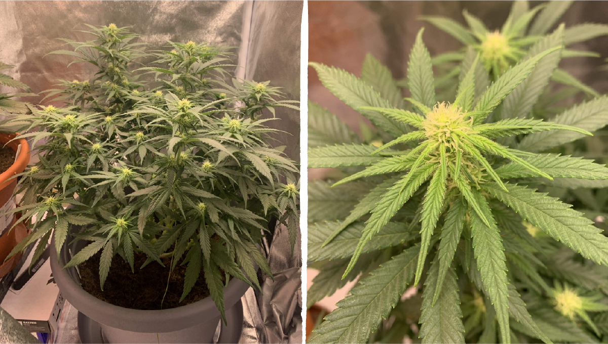Acapulco gold cannabis strain week-by-week guide: early flower | week 8