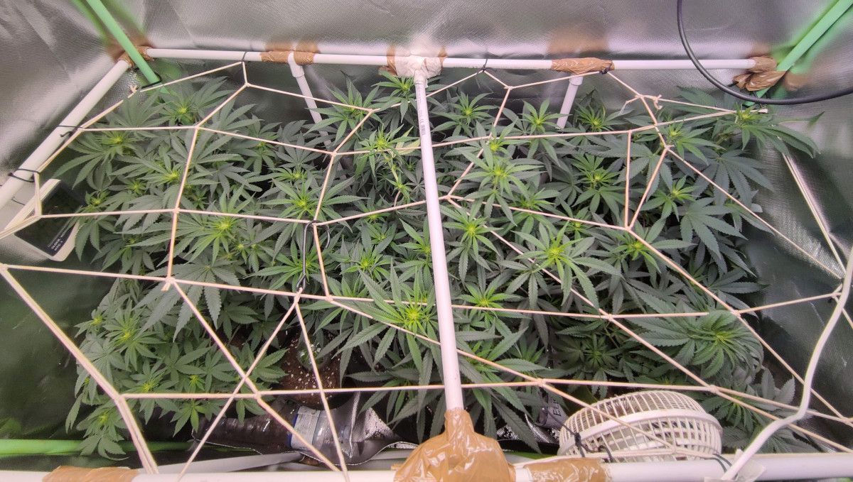 Tropicana Cookies FF cannabis strain: transition (pre-flower) | week 7 | indoor weed plants under a ScrOG net starting to form the first flowers Tropicana Cookies FF cannabis strain: transition (pre-flower) | week 7 | indoor weed plants under a ScrOG net starting to form the first flowers