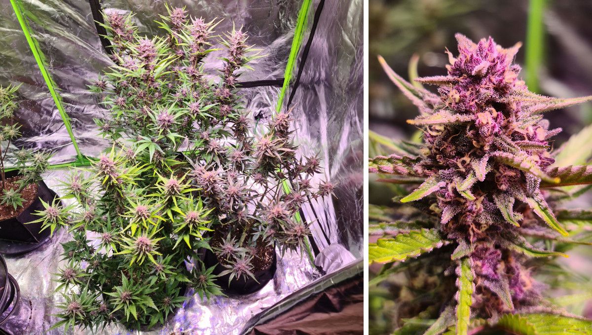 Gorilla Punch Auto cannabis strain: mid flower (bulk phase) | weeks 8-9 | purple marijuana plants in a grow tent and a closeup of a purple and frosty flowering top Gorilla Punch Auto cannabis strain: mid flower (bulk phase) | weeks 8-9 | purple marijuana plants in a grow tent and a closeup of a purple and frosty flowering top