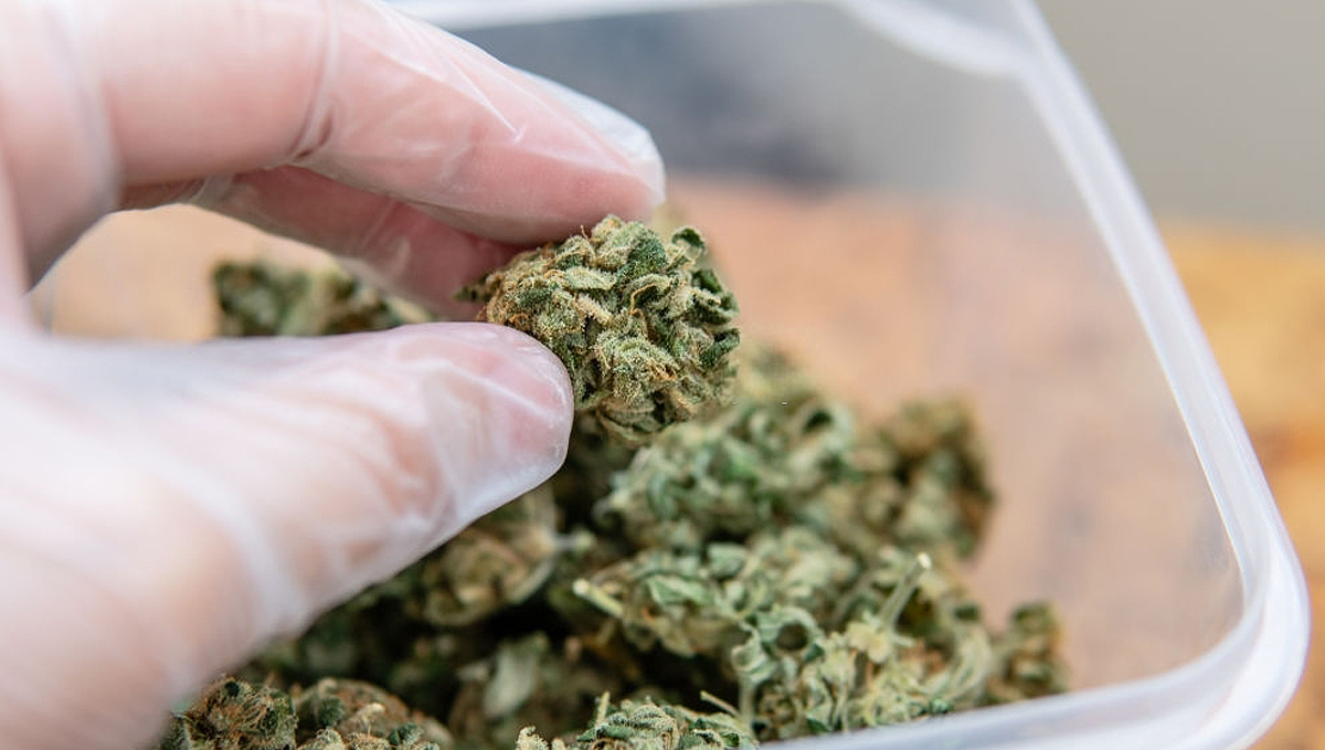 Colombia Poised to Become Leading Exporter of Cannabis: A gloved hand holding a dry and trimmed marihuana bud