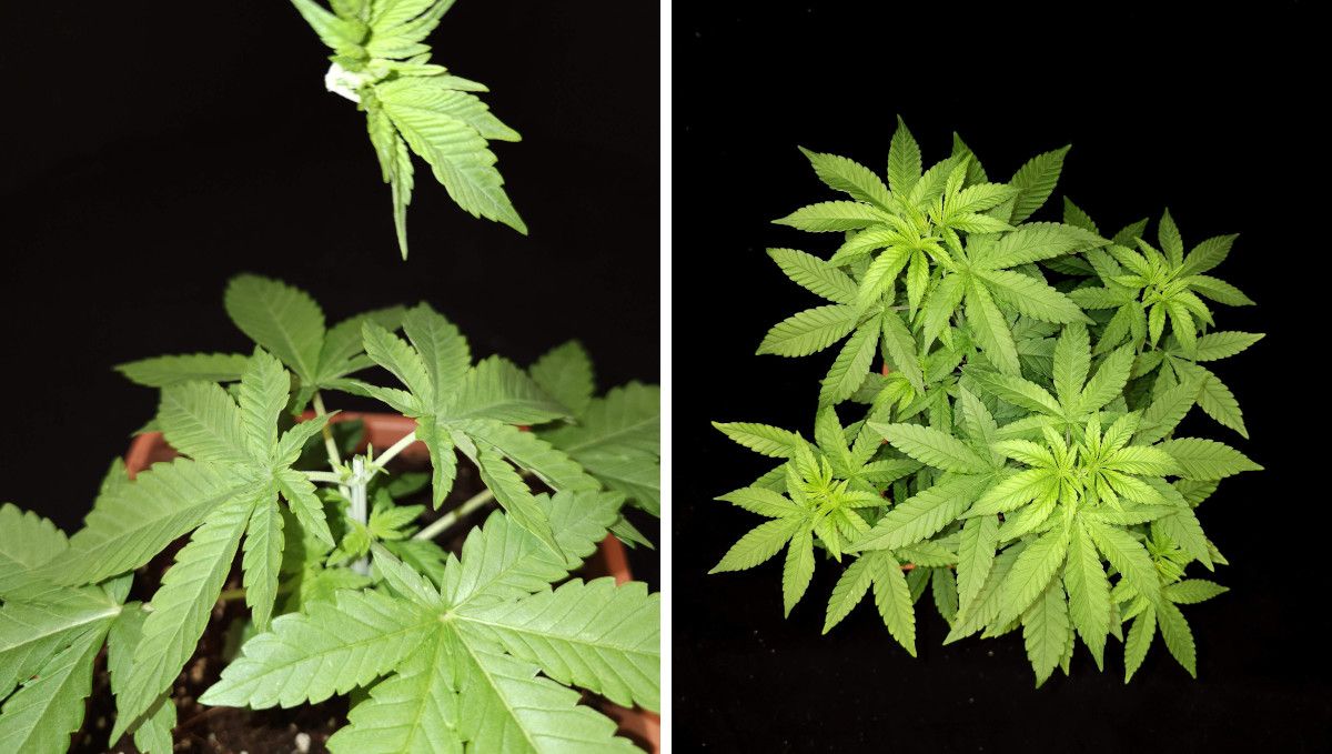 Orange Sherbet FF cannabis strain: mid veg | weeks 3-6 | plant top removed and side branches growing