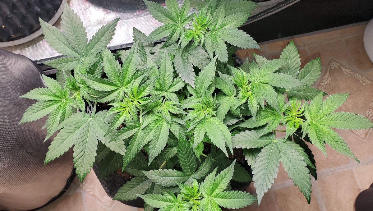 GG4 Sherbet FF cannabis strain: mid veg | weeks 3-6 | a very low-profile plant with a flat canopy GG4 Sherbet FF cannabis strain: mid veg | weeks 3-6 | a very low-profile plant with a flat canopy