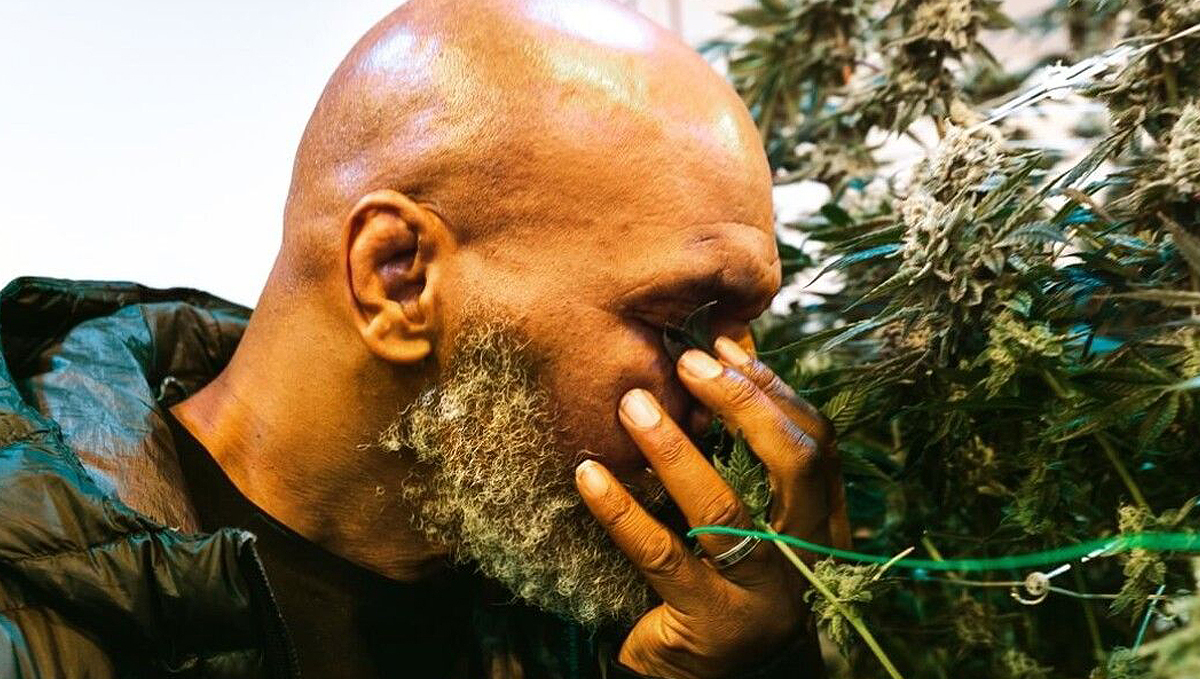 Mike Tyson's New Cannabis Company Will Go National: Tyson burying his face in cannabis bud to smell its aroma