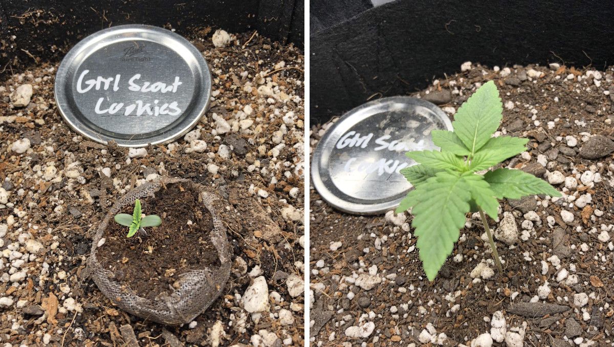 Girl Scout Cookies Auto Cannabis Strain Week-by-Week Guide: A weed seedling in a jiffy plug planted in a fabric pot on day 2 and the same seedling at the end of the first week