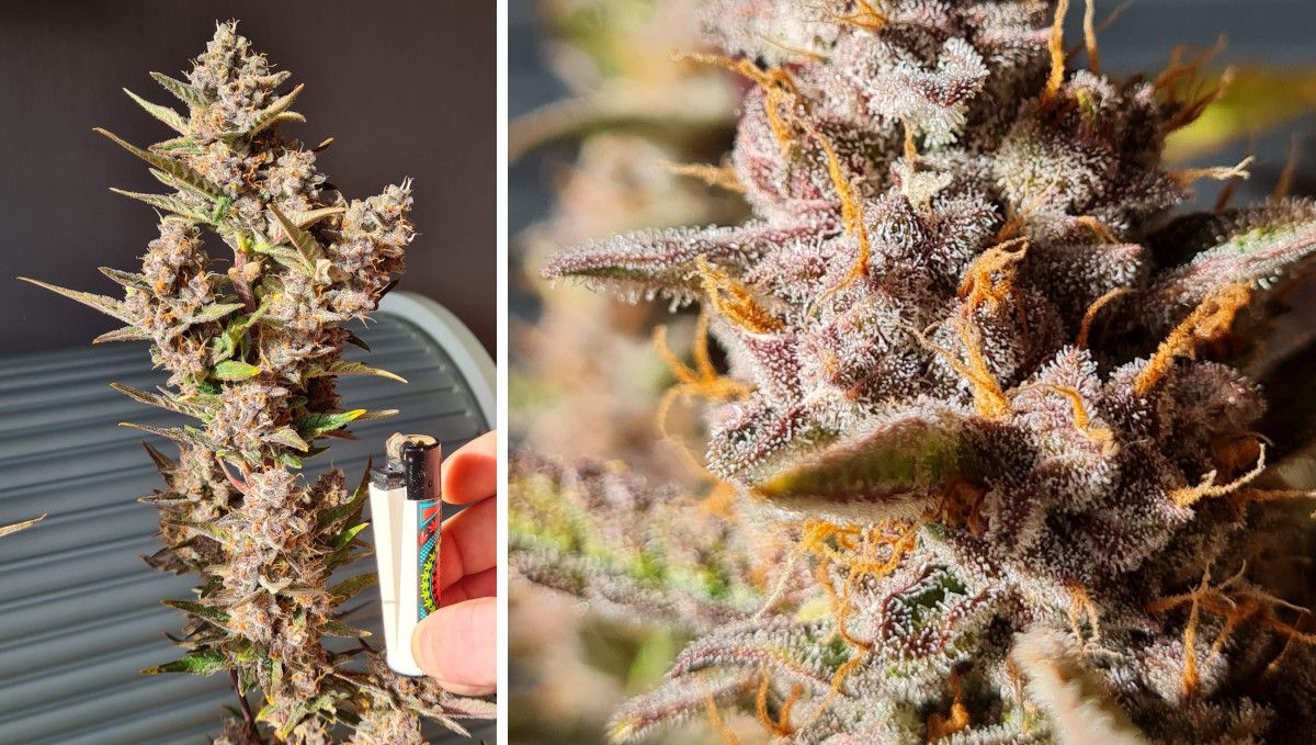 Banana Purple Punch Auto Cannabissorte: mittlere Blüte (Bulk-Phase) | Wochen 7-8 | reifende violettfarbene Blüten