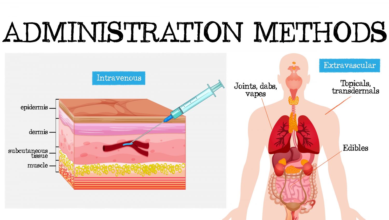 How cannabis can be absorbed: intravenous vs extravascular