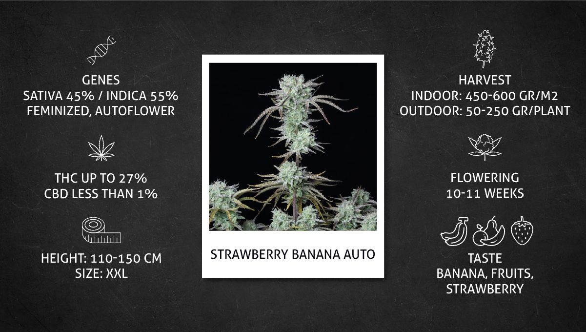 Strawberry Banana Auto Cannabis Strain specs sheet Strawberry Banana Auto Cannabis Strain specs sheet
