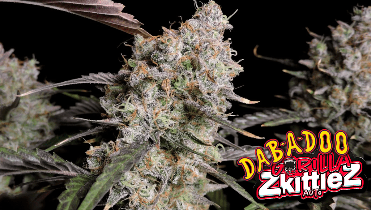 Gorilla Z wins 1st place at Dabadoo Brasil 2022