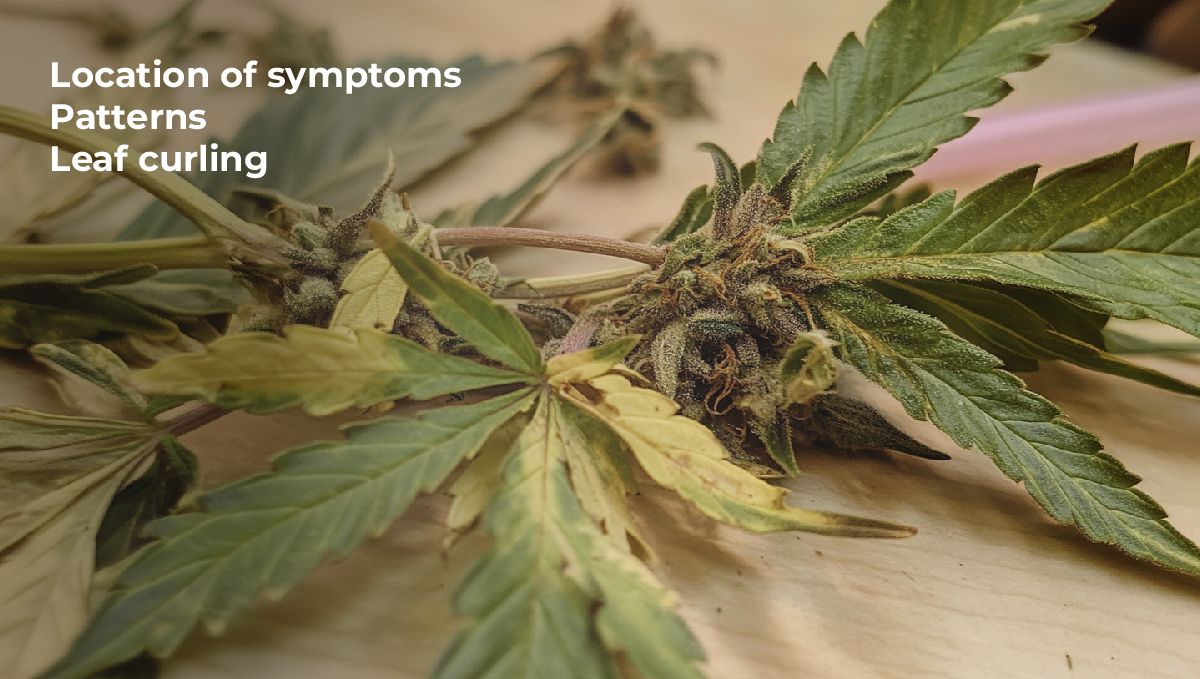 Confusion With Other Symptoms Confusion With Other Symptoms