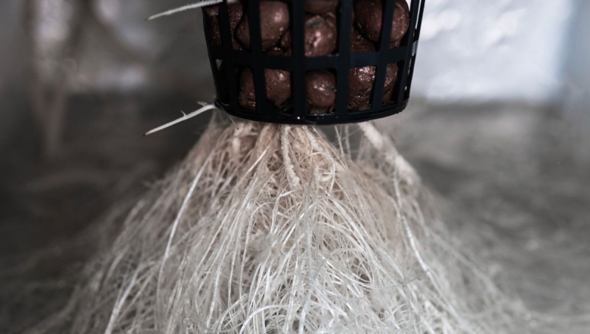 Wie man autoflowering Cannabispflanzen in Hydroponik-Systemen anbaut: System einrichten