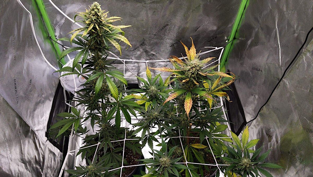 Forbidden Runtz Auto Cannabis Strain Week-by-Week Guide: Two flimsy autoflowers approaching harvest in a tent equipped with a ScrOG net Forbidden Runtz Auto Cannabis Strain Week-by-Week Guide: Two flimsy autoflowers approaching harvest in a tent equipped with a ScrOG net