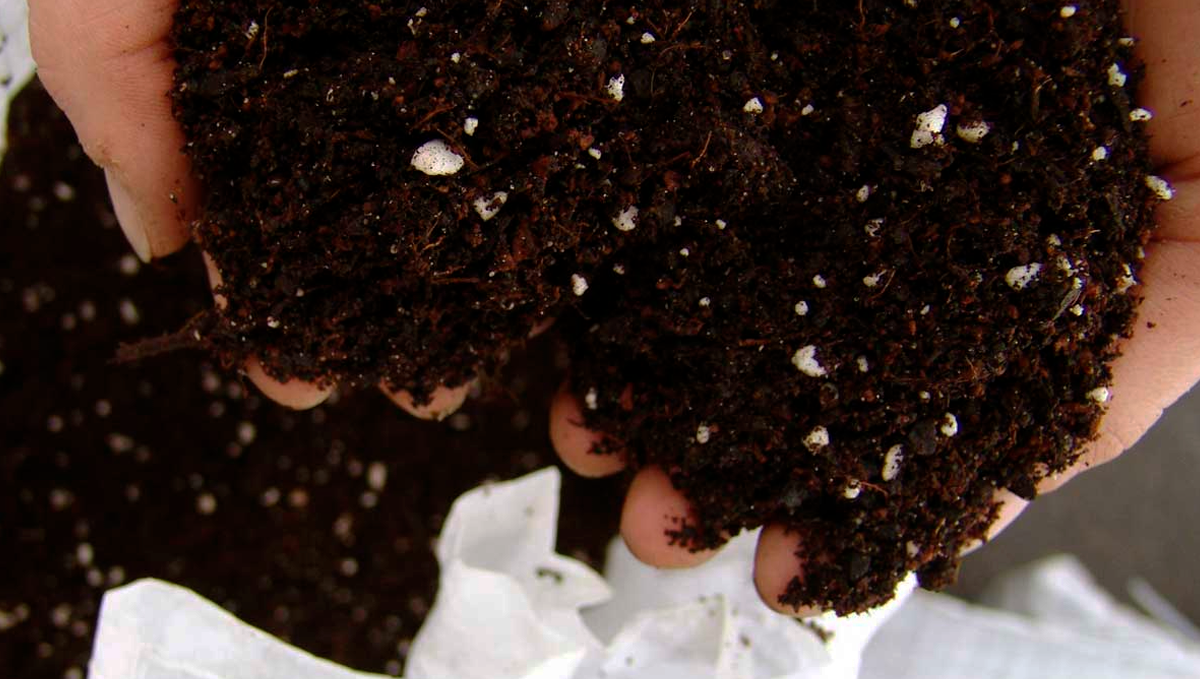 The top 5 best ways to increase your autoflower cannabis yield: use high-quality soil The top 5 best ways to increase your autoflower cannabis yield: use high-quality soil