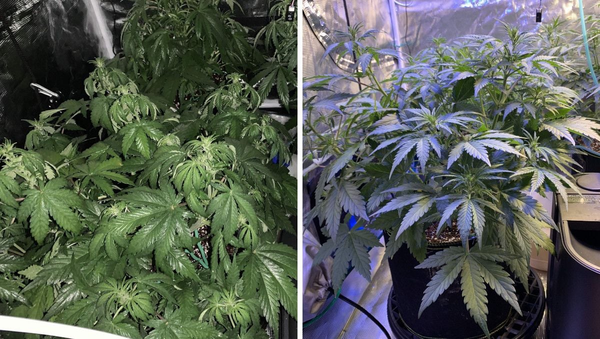 Z Auto Cannabis Strain Week-by-Week Guide: A view of a vegging cannabis plant in week 5 with lights off and lights on; the lights-off pic showing some drooping of the leaves that have been just foliar-fed